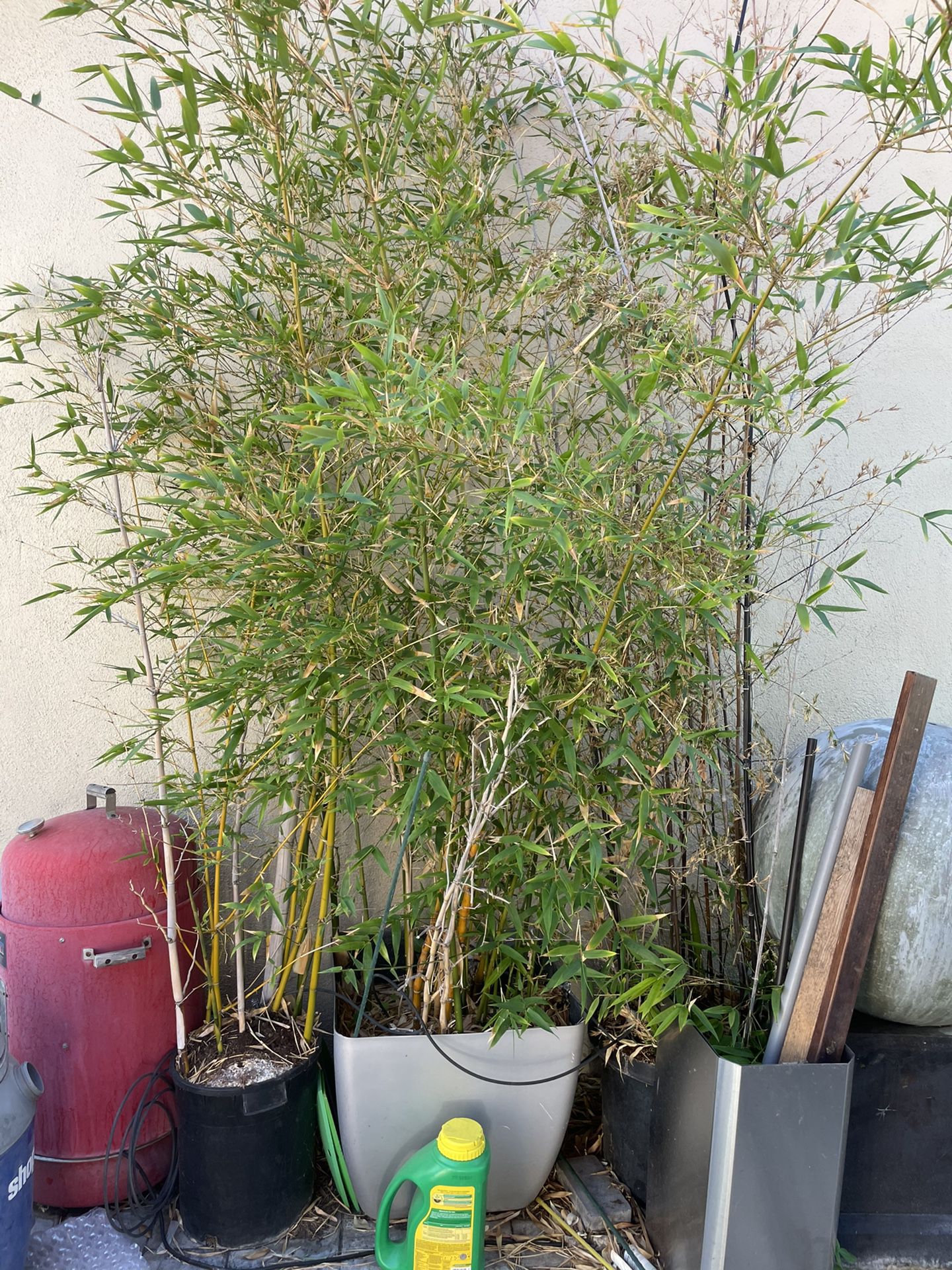 Bamboo Potted Plant 3 To Choose From 