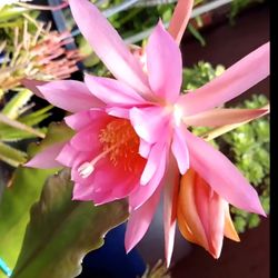 Well Established Epiphyllum "Daphne" In 5 Gallon Pot