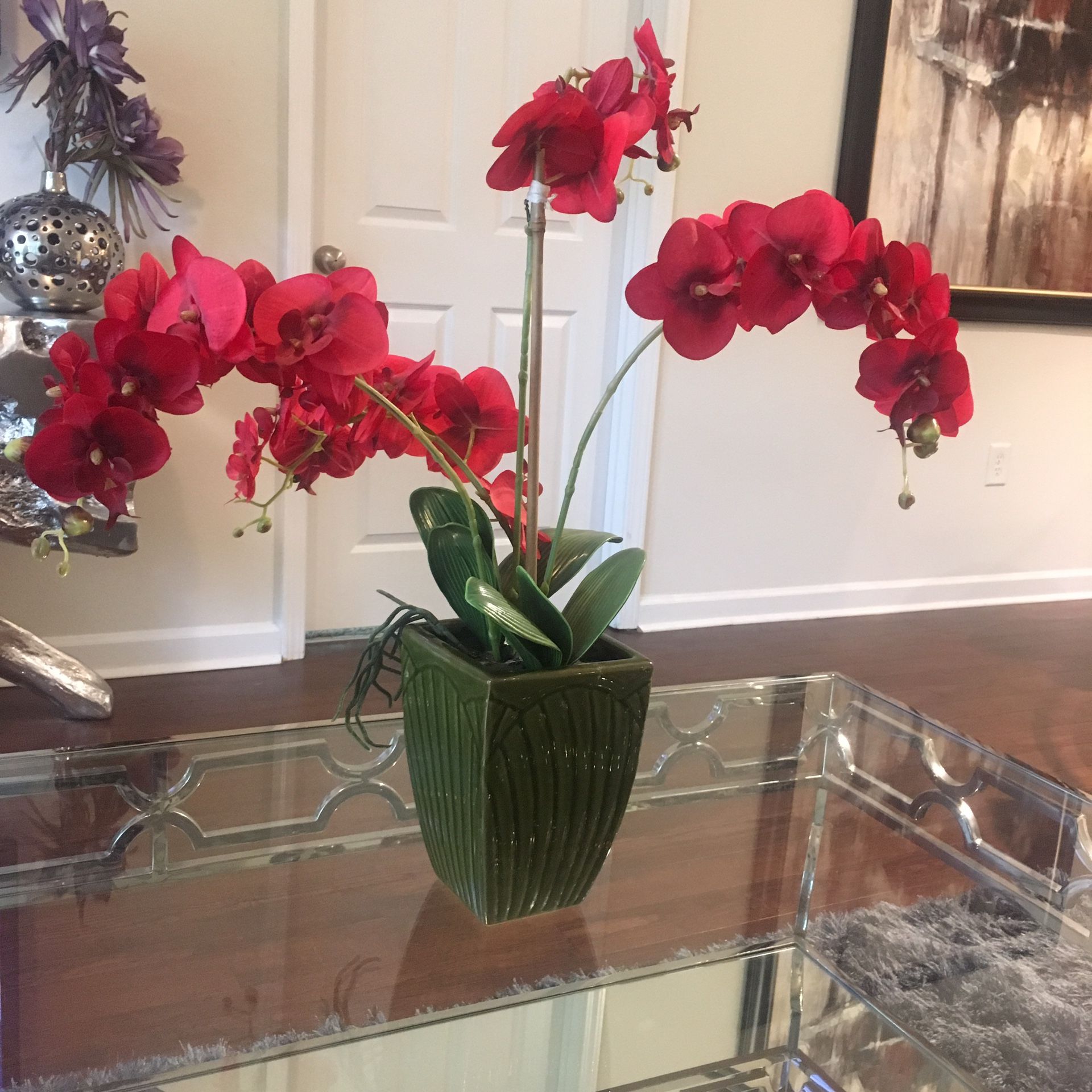 Rosey Red Plant for Sale