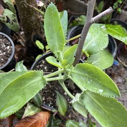 Oreja De Burro Calanchoe