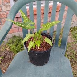 Alocasia Sarian Plant 