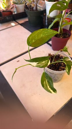 Plants