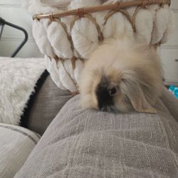 Bunny Couch