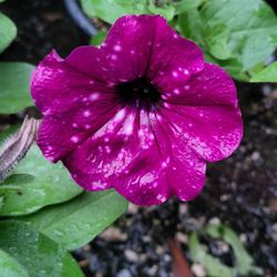 Rare Large Electric Purple Sky Galaxy Petunia Flower Plants! Several Colors Avaialble! Midnight Purple With White Variagated Speckles That Look Like T