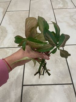 Syngonium Pink Splash