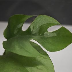 Mini Monstera, starter Plant. Great As A Gift! 