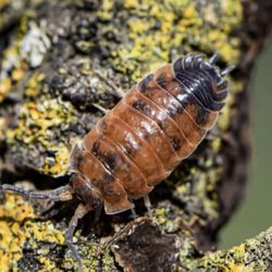 Lava Scaber Isopod Pictures