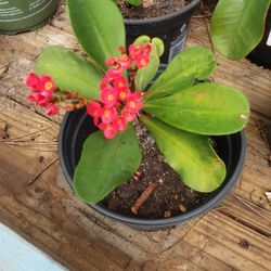 Crown Of Thorn Plants