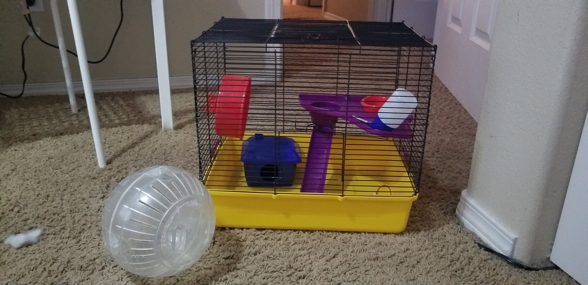Hamster cage set up