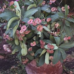 Big Crown Plant / Corona De Cristo 