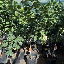 Cara Cara Red Navel Orange 🍊Trees 4F The Tall Are they blooming yet? $55 Each Price Firm 