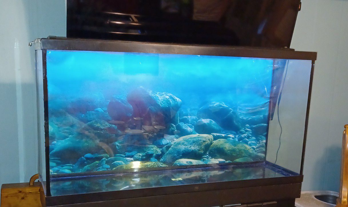 65 Gallon Fish Tank