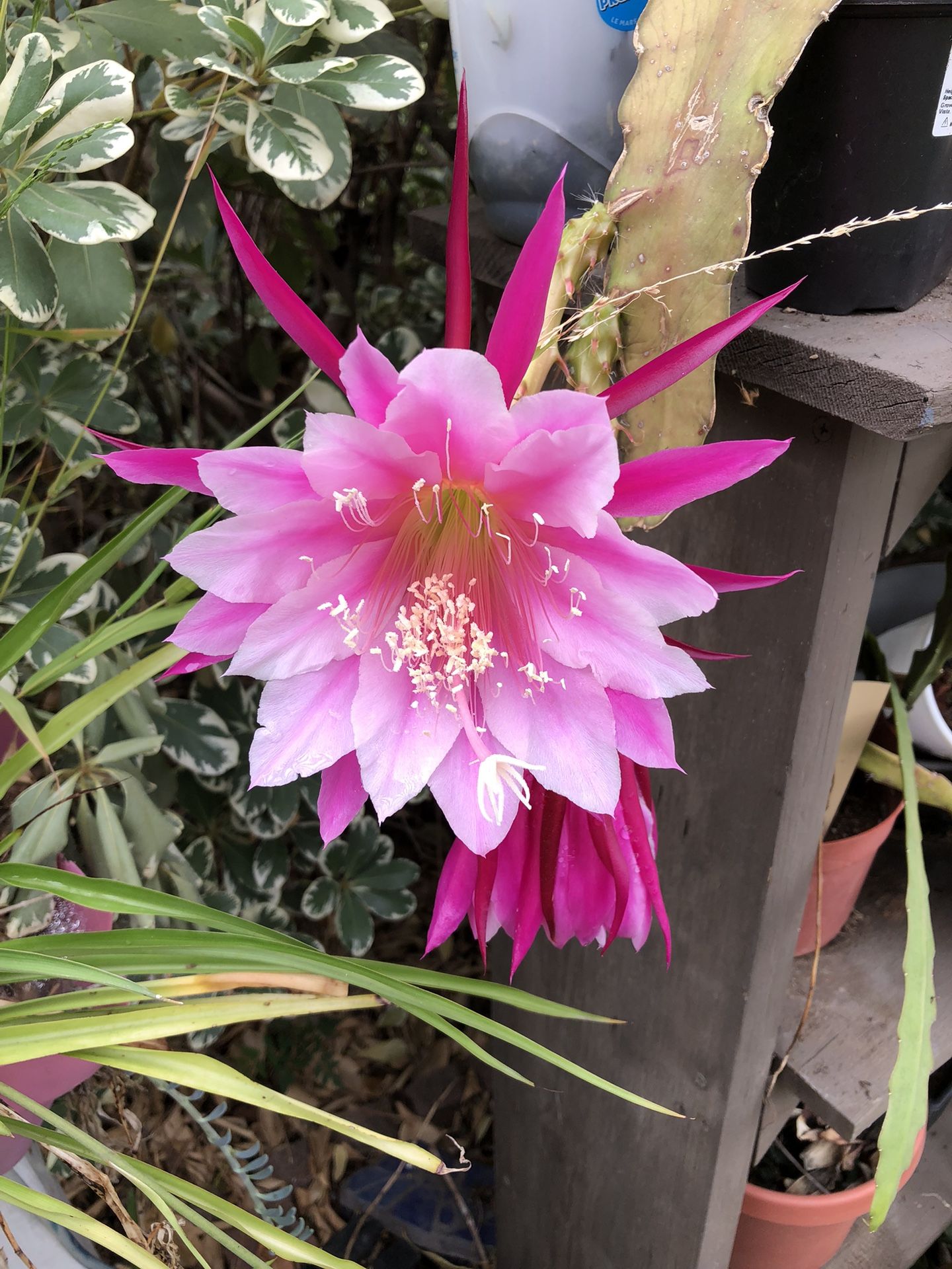 Blooming Time For This Beauty