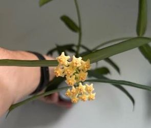 Hoya Pandurata