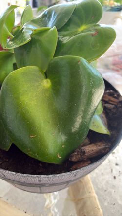 Plants