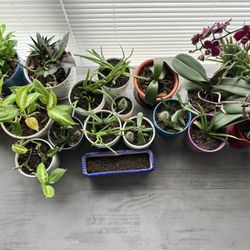 House Plants