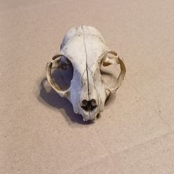 Cat Skull