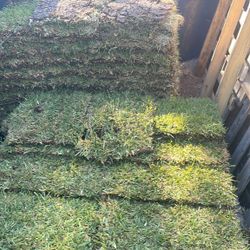 Grass Sod For Sale