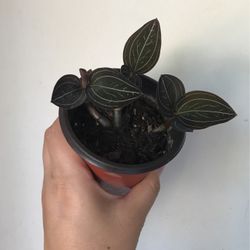 Beautiful Plant