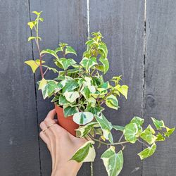 Wax Ivy Variegated Plant 4" Pot - Indoor House Plants
