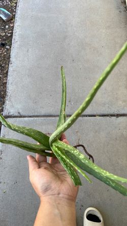 Aloe Vera Plant Cutting with Roots