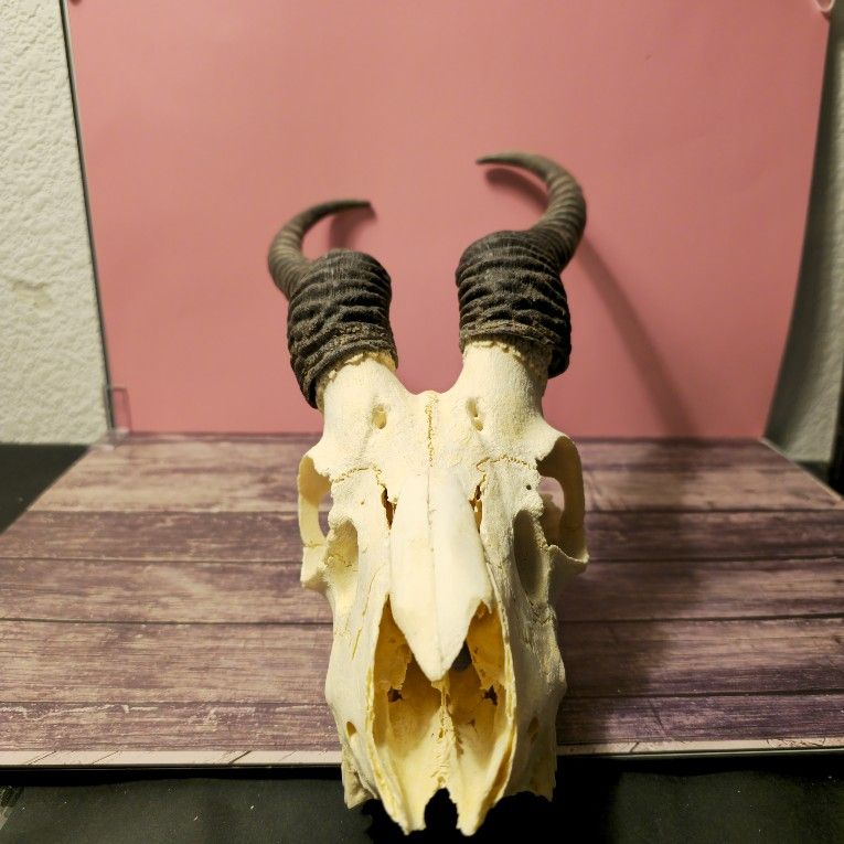 taxidermy w/ Horns Male Springbok Skull gothic oddities curios gift idea spooky
