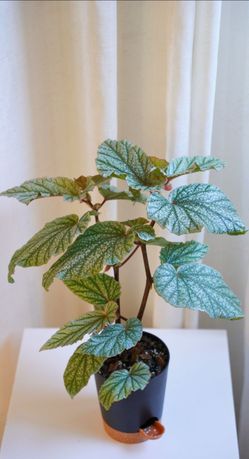 Angel Wing Begonia Snow Capped Live House Plant