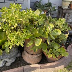 Beautiful Succulents Only (doesn’t include the clay pot)