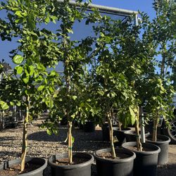 Trees ,plants ,agaves 