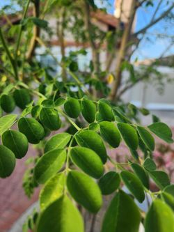 Moringa / Malunggay Leaves Cuttings