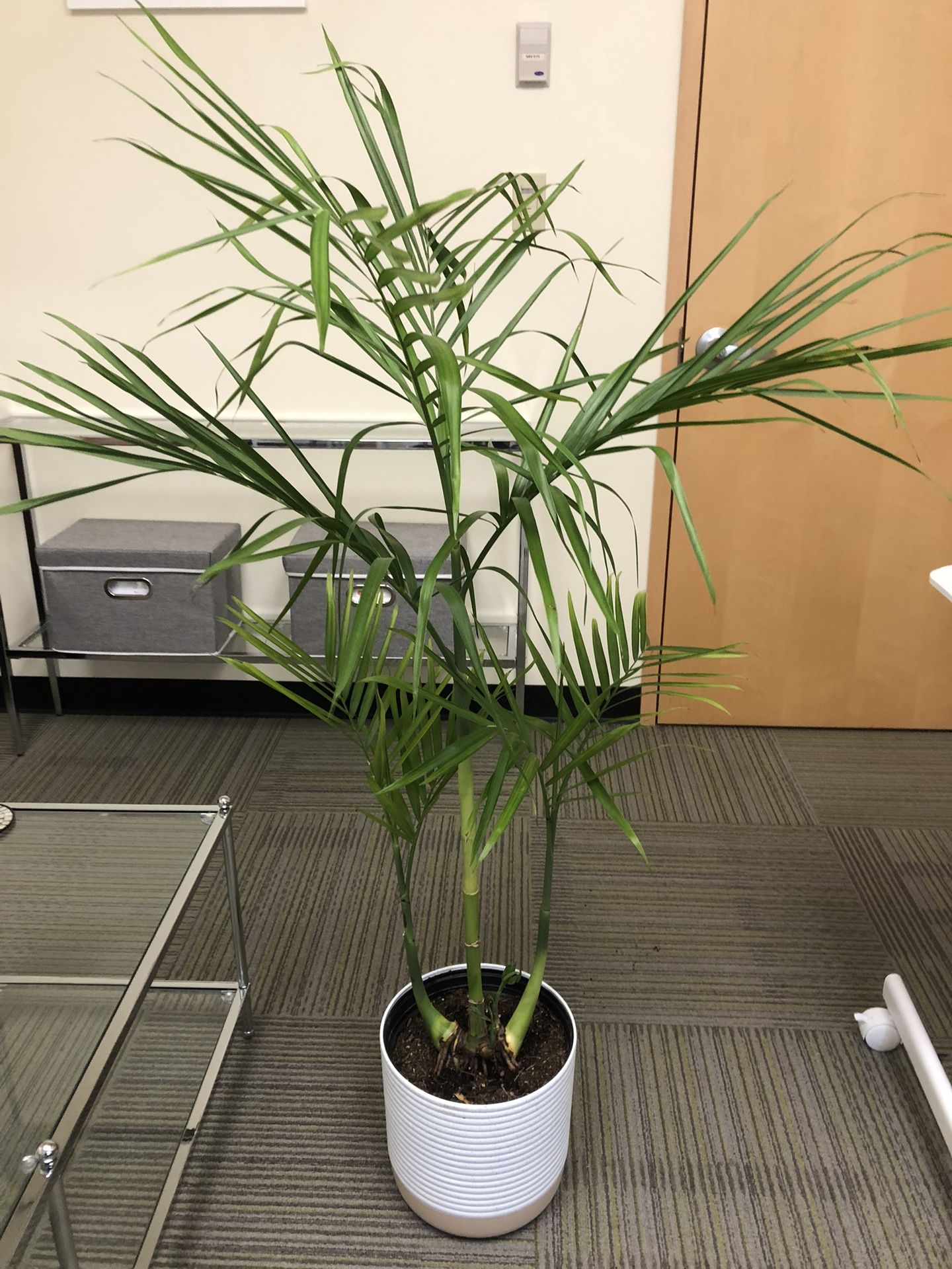 Bamboo Palm 4.5 Feet Tall