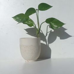 Lush Trailing Variegated Pothos Money Plant/ House Plant/ Indoor Plant Flower Patio Garden