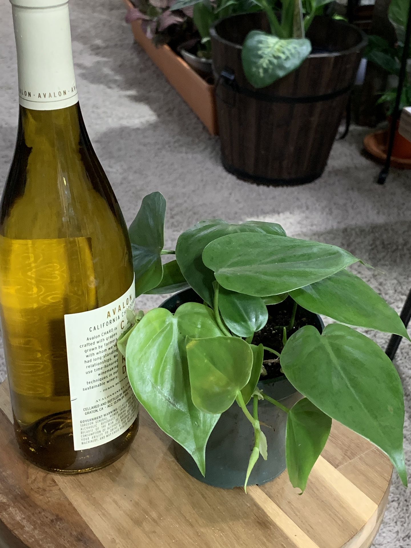 Philodendron Condatrum (Real!)