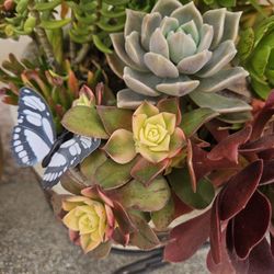 Everlasting Succulents With Beautiful Planter