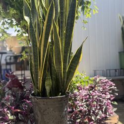 Healthy Snake Plant