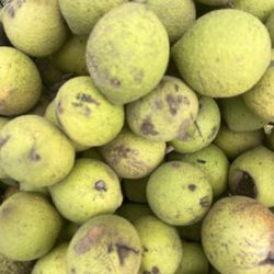 Organic Black Walnuts Already Cleaned And Cured! $3 Per Pound!