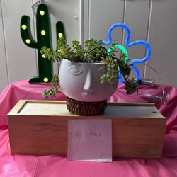 Large face succulent