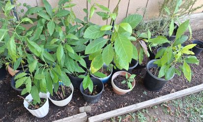 Plantas de aguacate