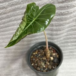 Alocasia Pink Dragon Live Plant 6â Pot