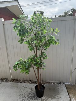 Large Artificial Ficus Tree in Black Pot