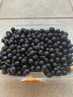 80 curry berries (edible) seeds for $5