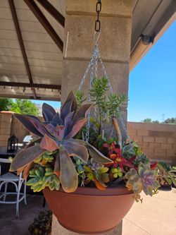 Hanging Suculent Plant mixed
