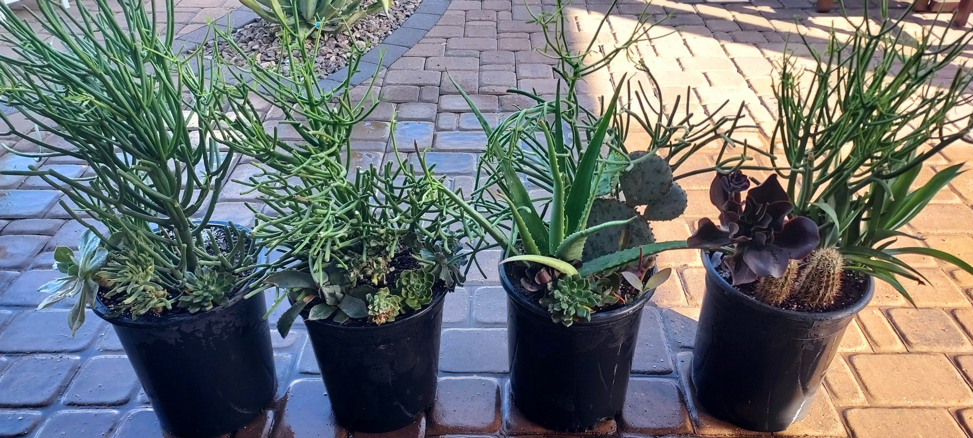 Succulent & Cactus Mix