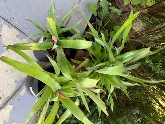 Blooming bromeliads plant tropical