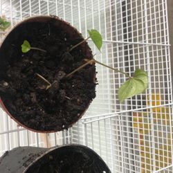 Camote De Serro Michoacano