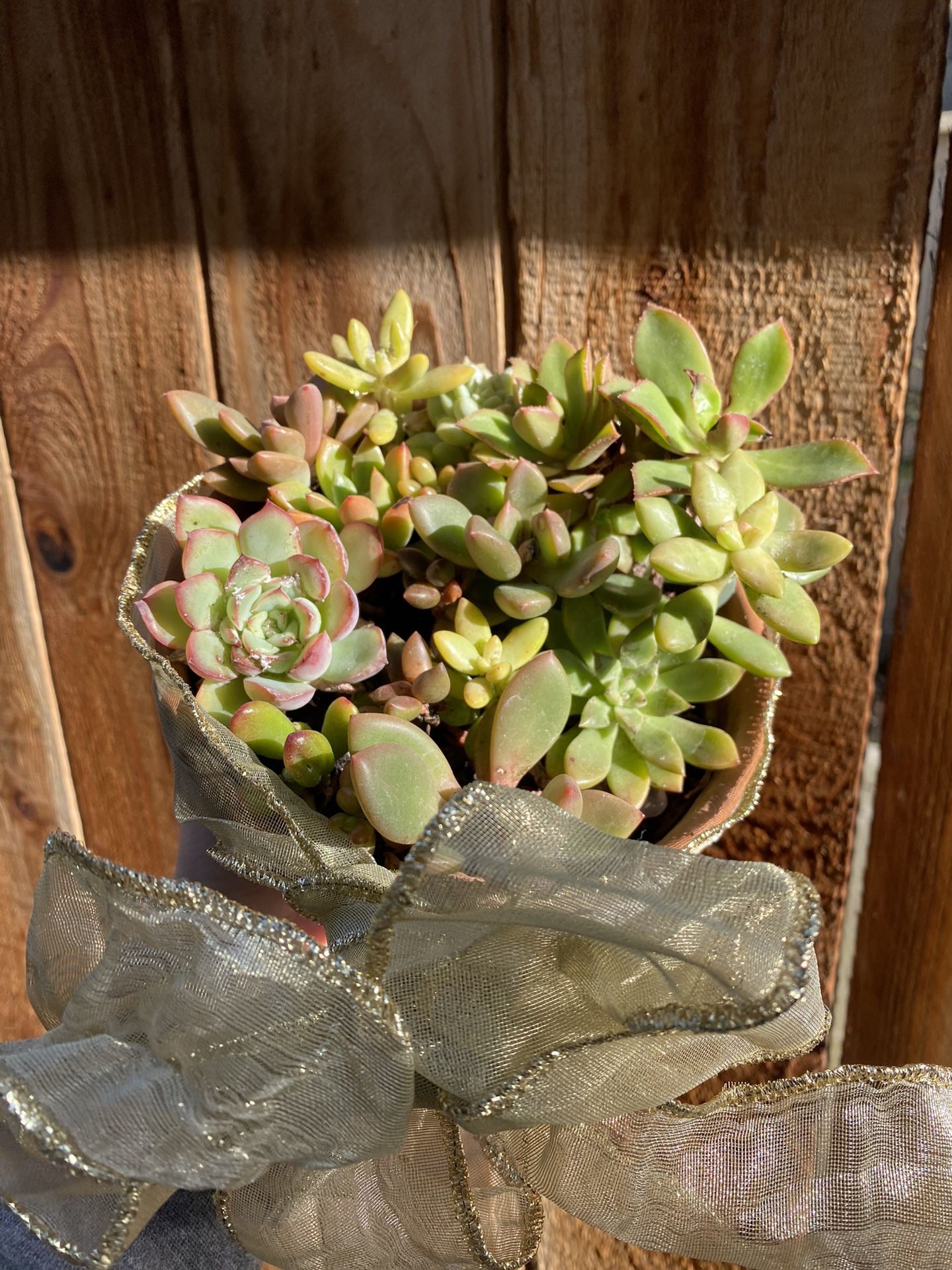 Mini Living Succulent Arrangement- Christmas Gift