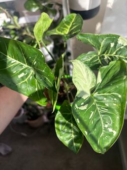 Syngonium Panda +free Hoya Fitchii +free Scindapsus N- Joy
