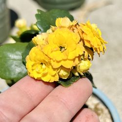 Healthy Yellow Kalanchoe Blossfeldiana Home Grown 