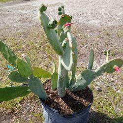 Cactus On Sale Big Sale $35