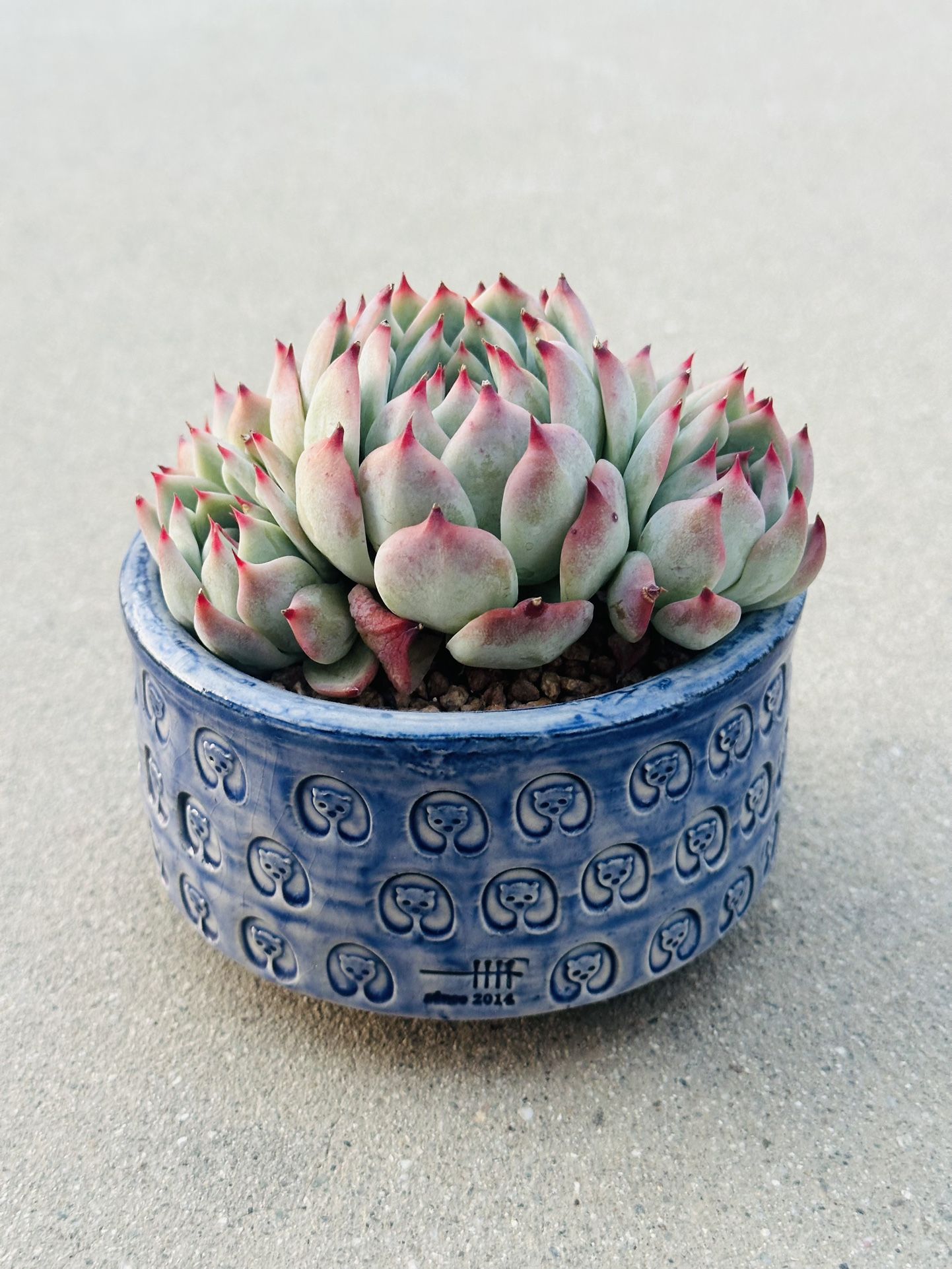 Succulents plants 🪴 (Echeveria lindsayana)
